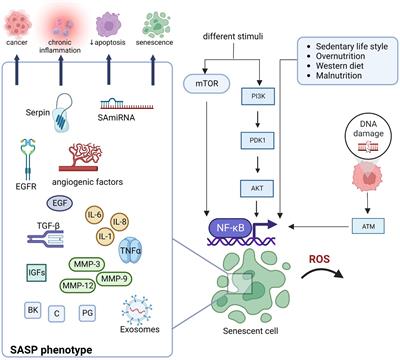 Nutritional senolytics and senomorphics: Implications to immune cells metabolism and aging – from theory to practice